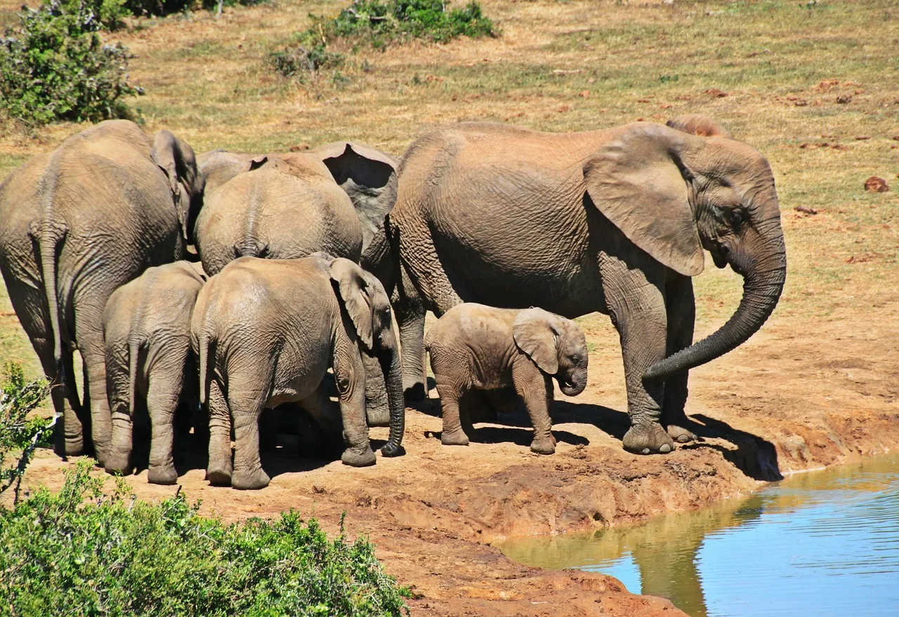 Hoedspruit e area Kruger